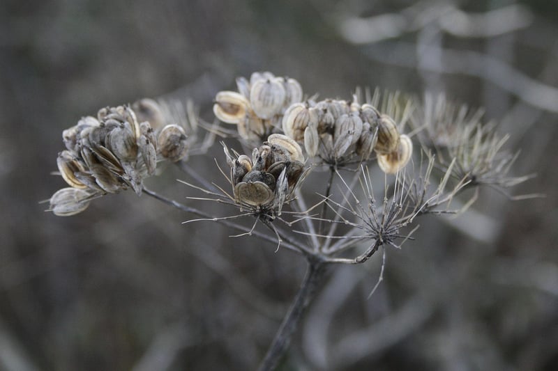 Seed Swaps