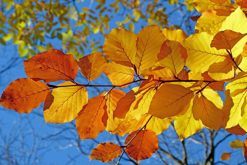Fall Garden