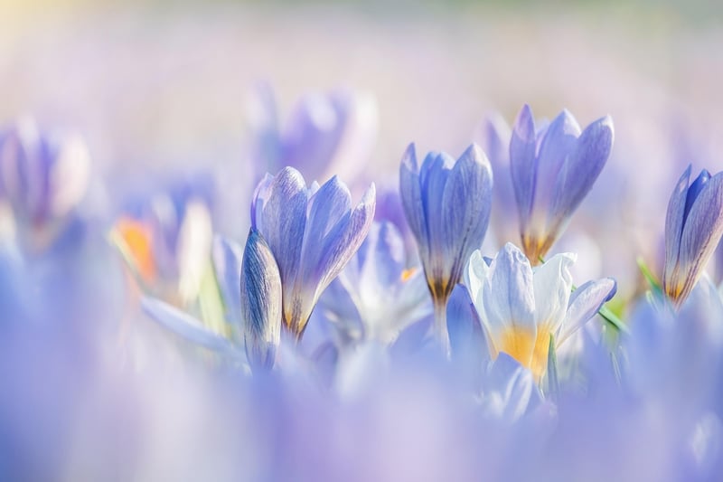Spring Garden