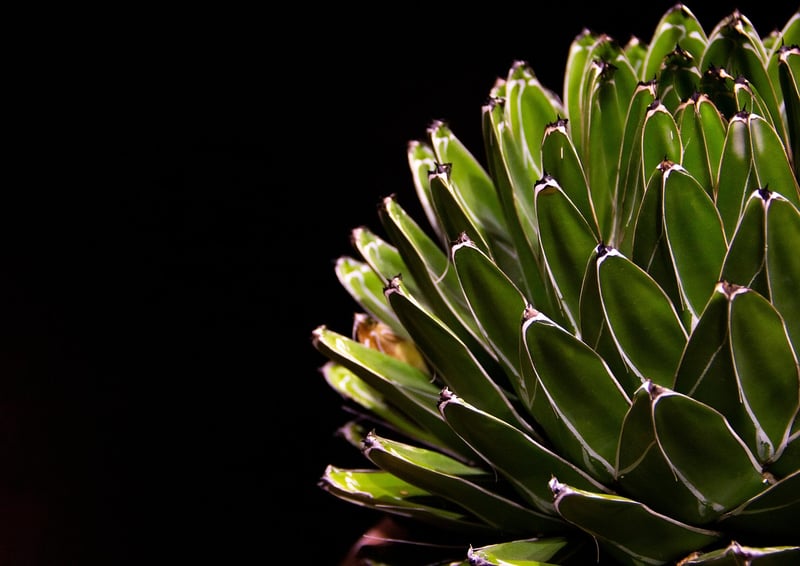 Colorful Succulent Arrangements